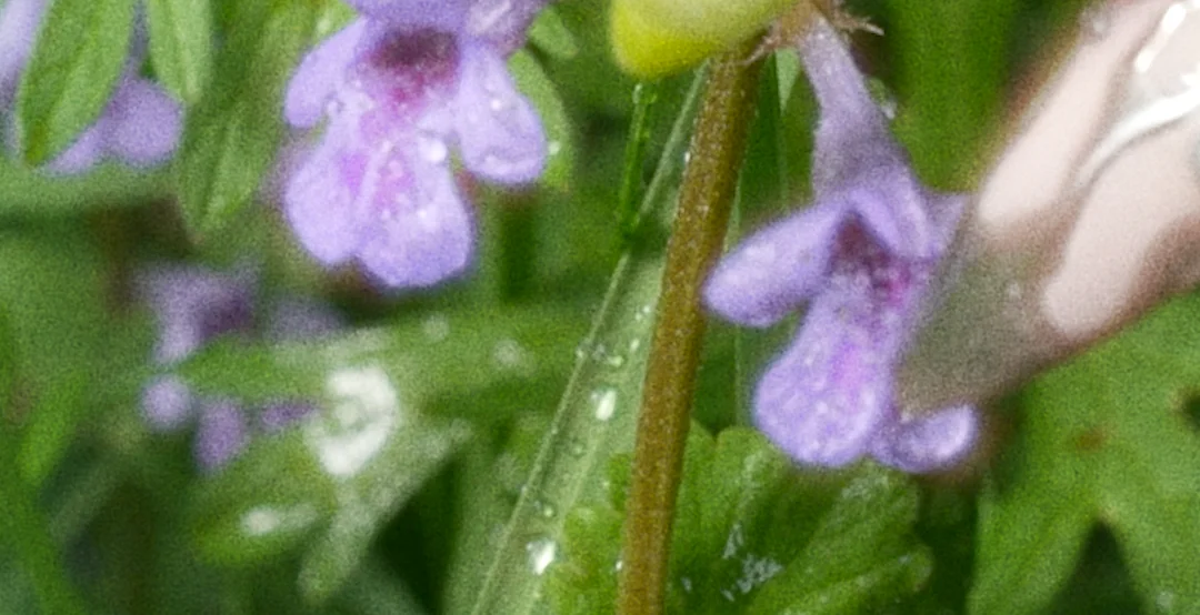 Film Still Flower